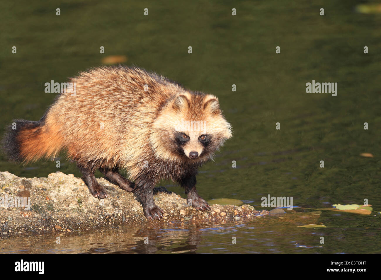 Marderhund (Nyctereutes Procyonoides) in Japan Stockfoto