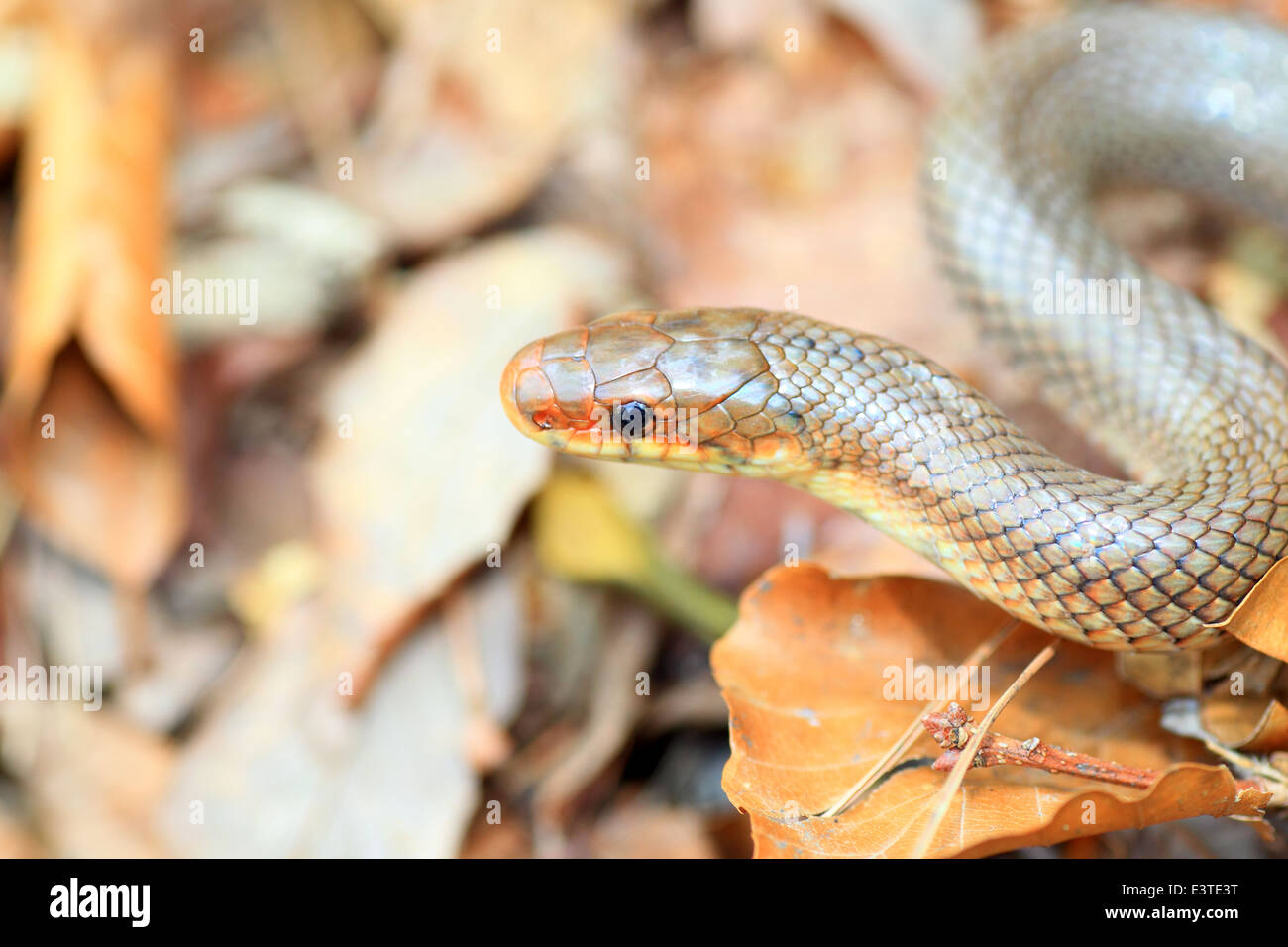 Japanische Wald Ratsnake (bieten Conspicillata) in Japan Stockfoto