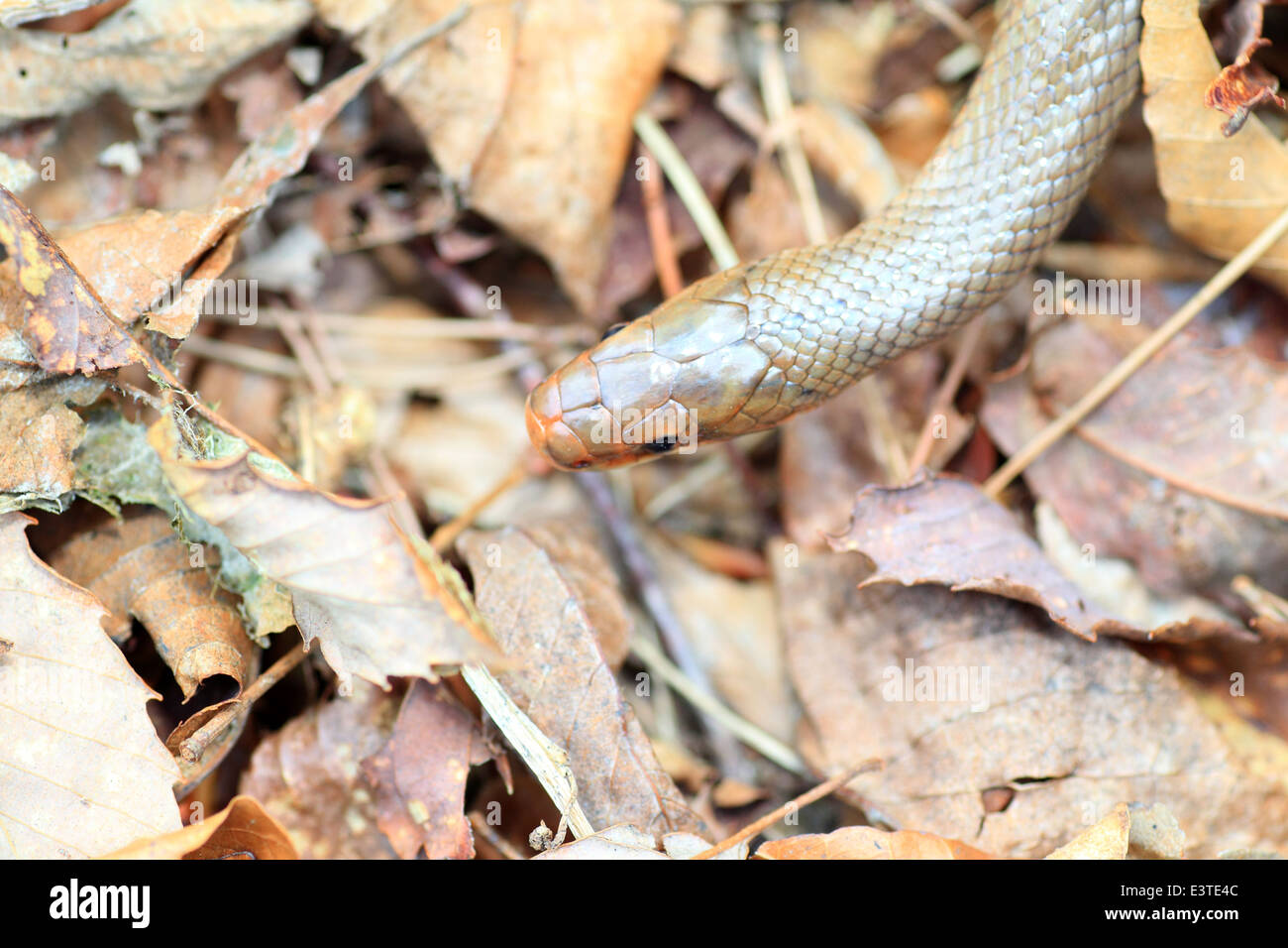 Japanische Wald Ratsnake (bieten Conspicillata) in Japan Stockfoto