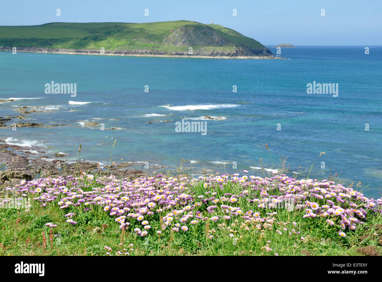 Cornwall - North Coast Path - Mündung des Flusses Camel - Meer Sparsamkeit Wildblumen - Klippe - Ansicht, Stepper Point - Sommer Sonne Stockfoto