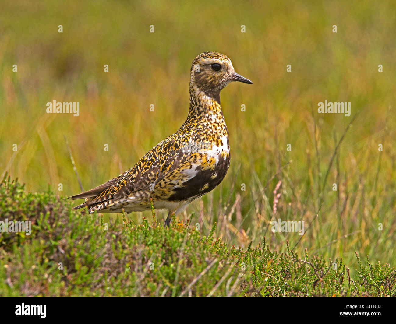 Europäische Goldregenpfeifer im Moor Heide Stockfoto