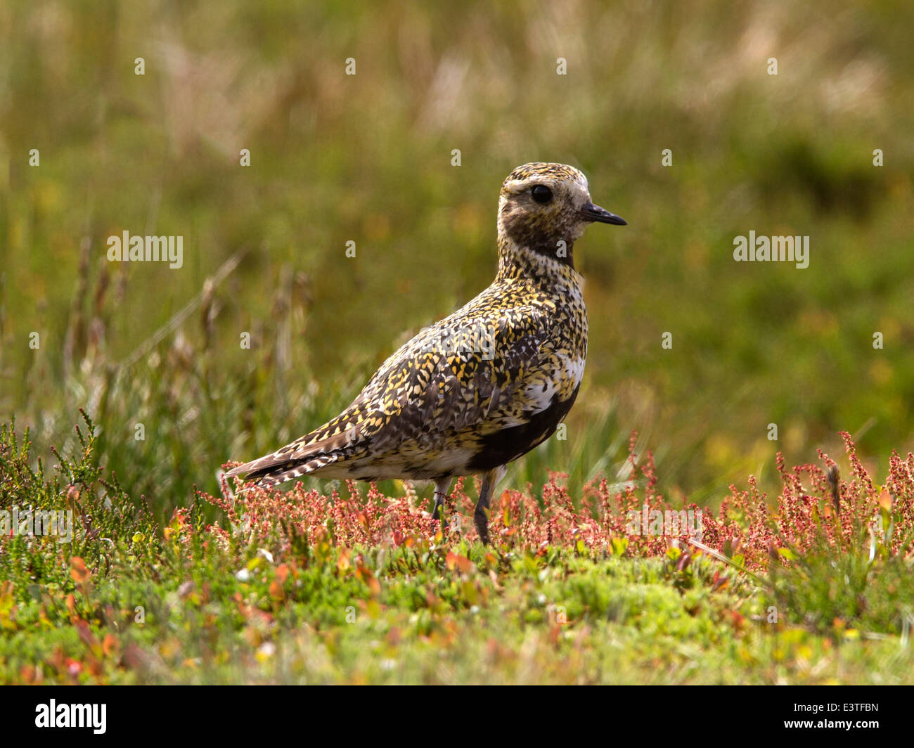 Europäische Goldregenpfeifer im Moor Heide Stockfoto