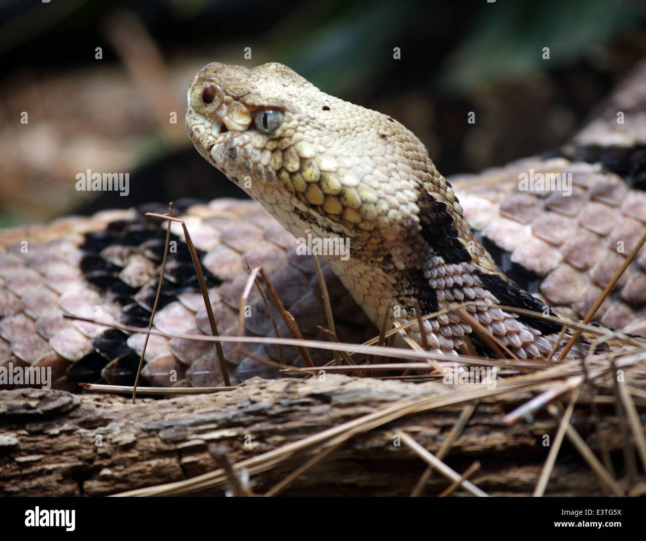 Canebreak Rattlesnake Columbia, South Carolina, 18. Juli 2013. Stockfoto