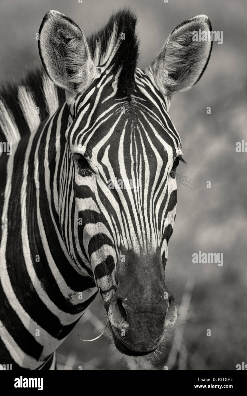 Ein Ebenen Zebra in schwarz-weiß fotografiert. Stockfoto