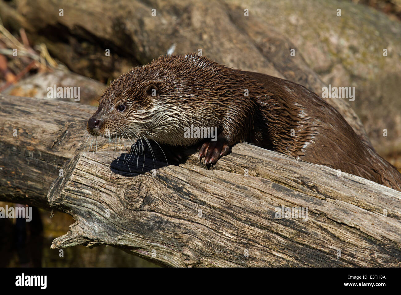 Europäischen Fischotter im Winter / Lutra Lutra Stockfoto