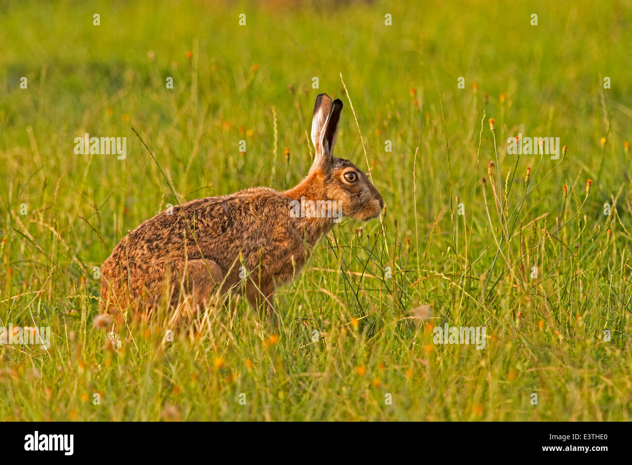 Feldhase / Lepus Europaeus Stockfoto