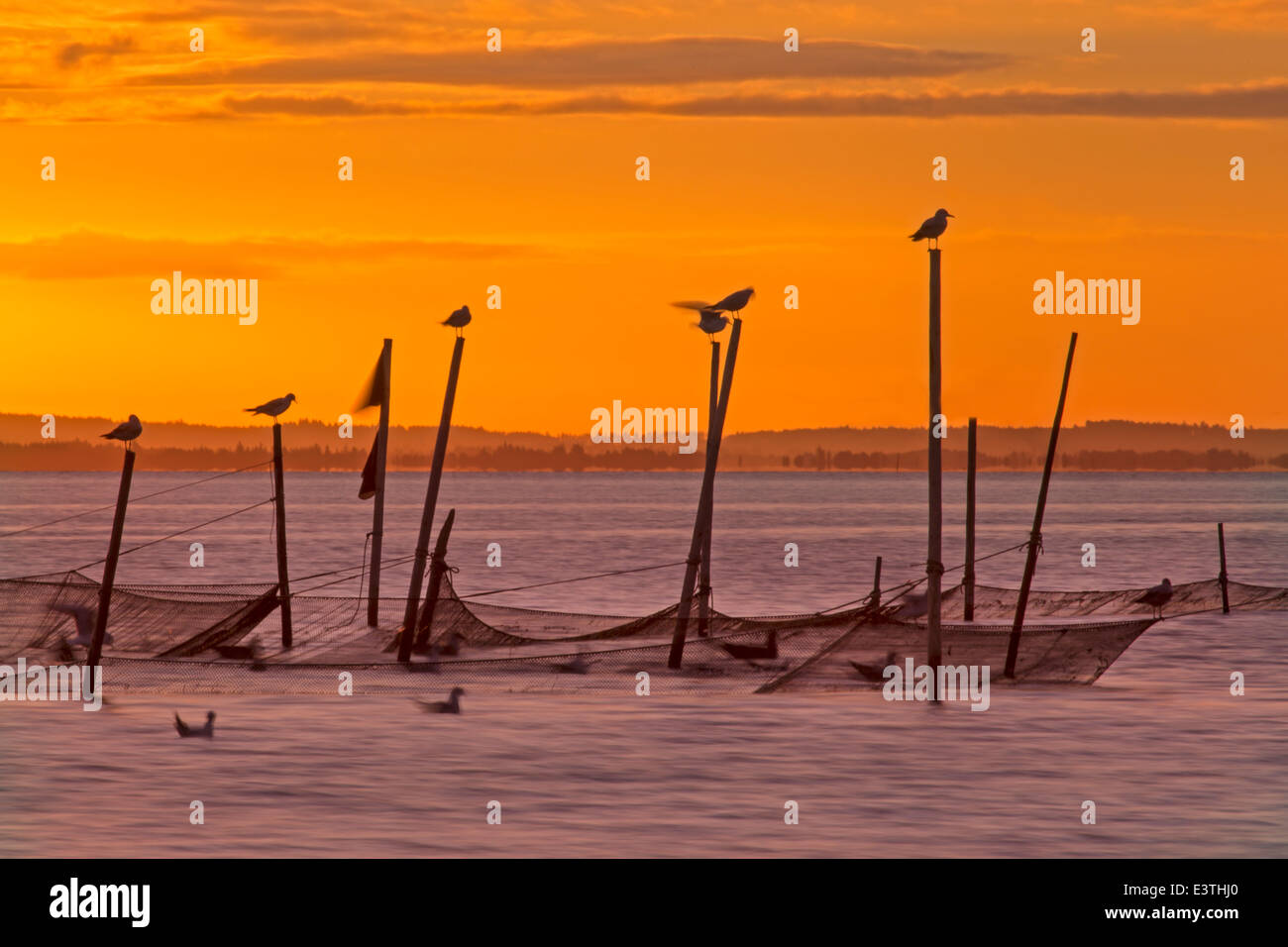 Fischnetz bei Sonnenaufgang, Ringköping Fjord, Dänemark, Europa Stockfoto