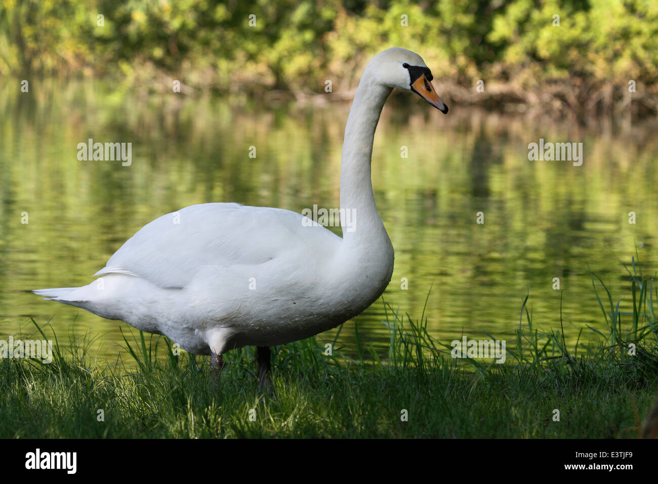 Weisser Schwan / Cygnus Olor Stockfoto