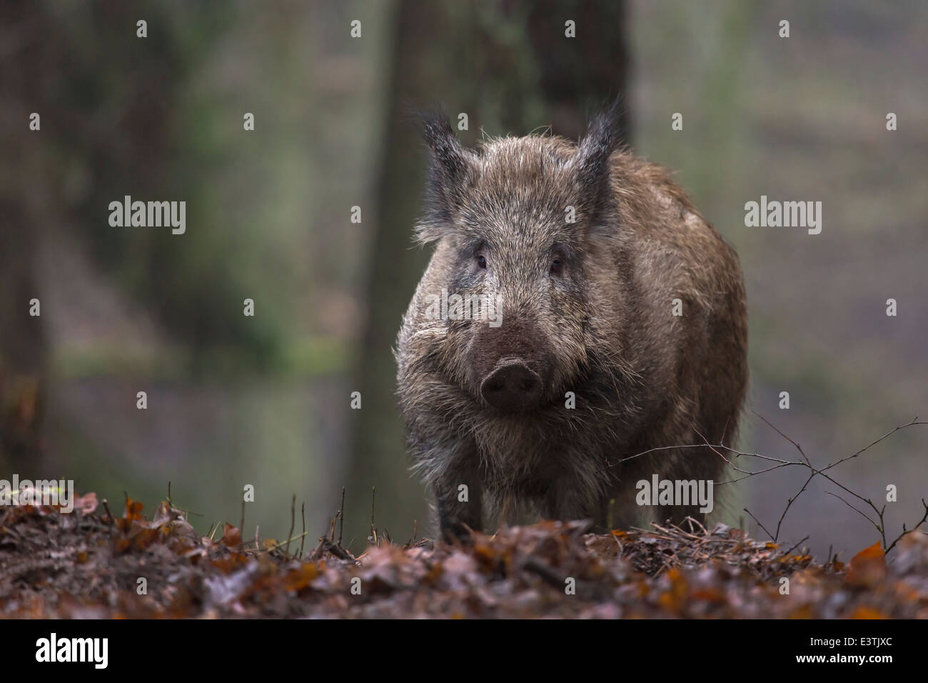 Wildschweine im Wald / Sus Scrofa Stockfoto