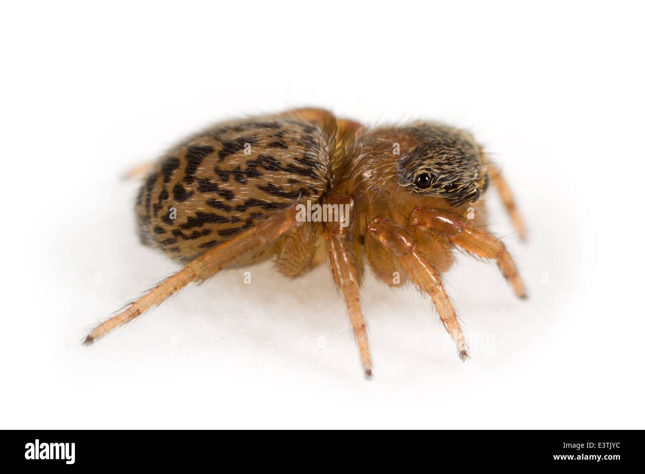 Weibliche Euophrys Frontalis Spinne, Teil der Familie Salticidae - Springspinnen. Isoliert auf weißem Hintergrund. Stockfoto