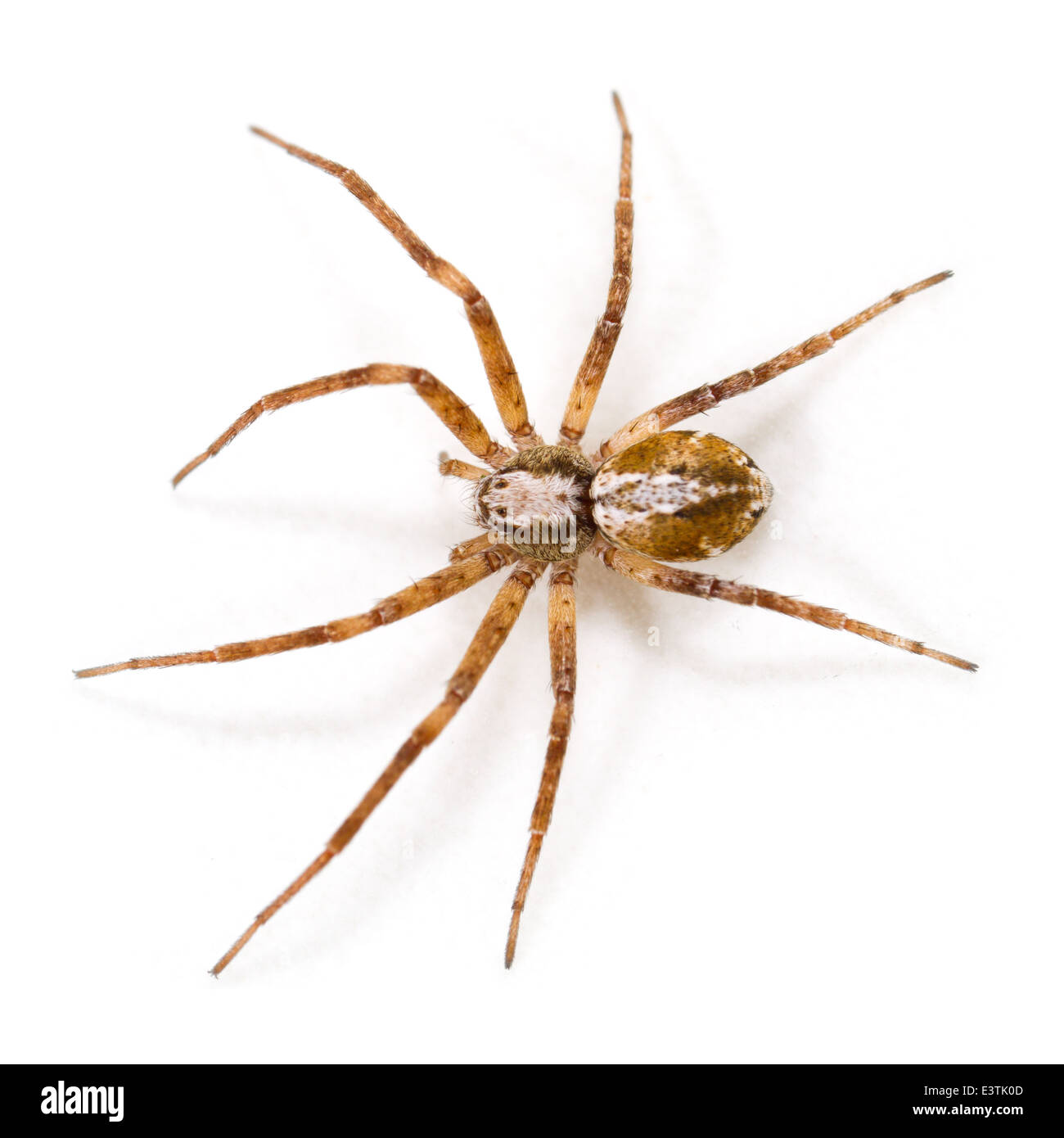 Weibliche Philodromus Collinus Spinne, Teil der Familie Philodromidae - Running Krabben Spinnen. Isoliert auf weißem Hintergrund. Stockfoto