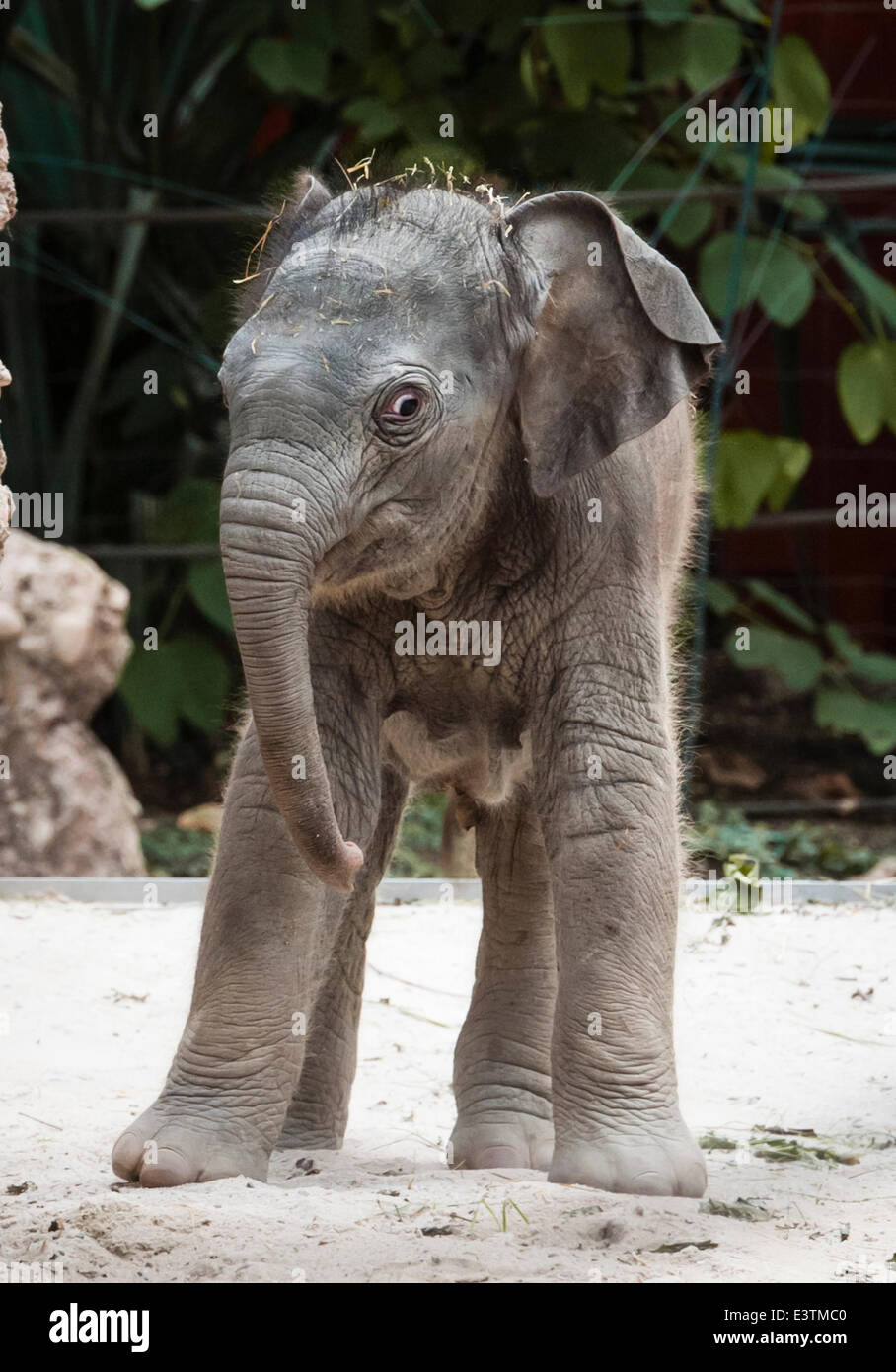 Zürich, Schweiz. 28. Juni 2014. Noch etwas wackelig auf den Beinen, das 11  - Tage alten Elefanten Baby Mädchen, das am 17. Juni 2014, geborene  Exloring ist ihr Zuhause im Zoo Zürich.