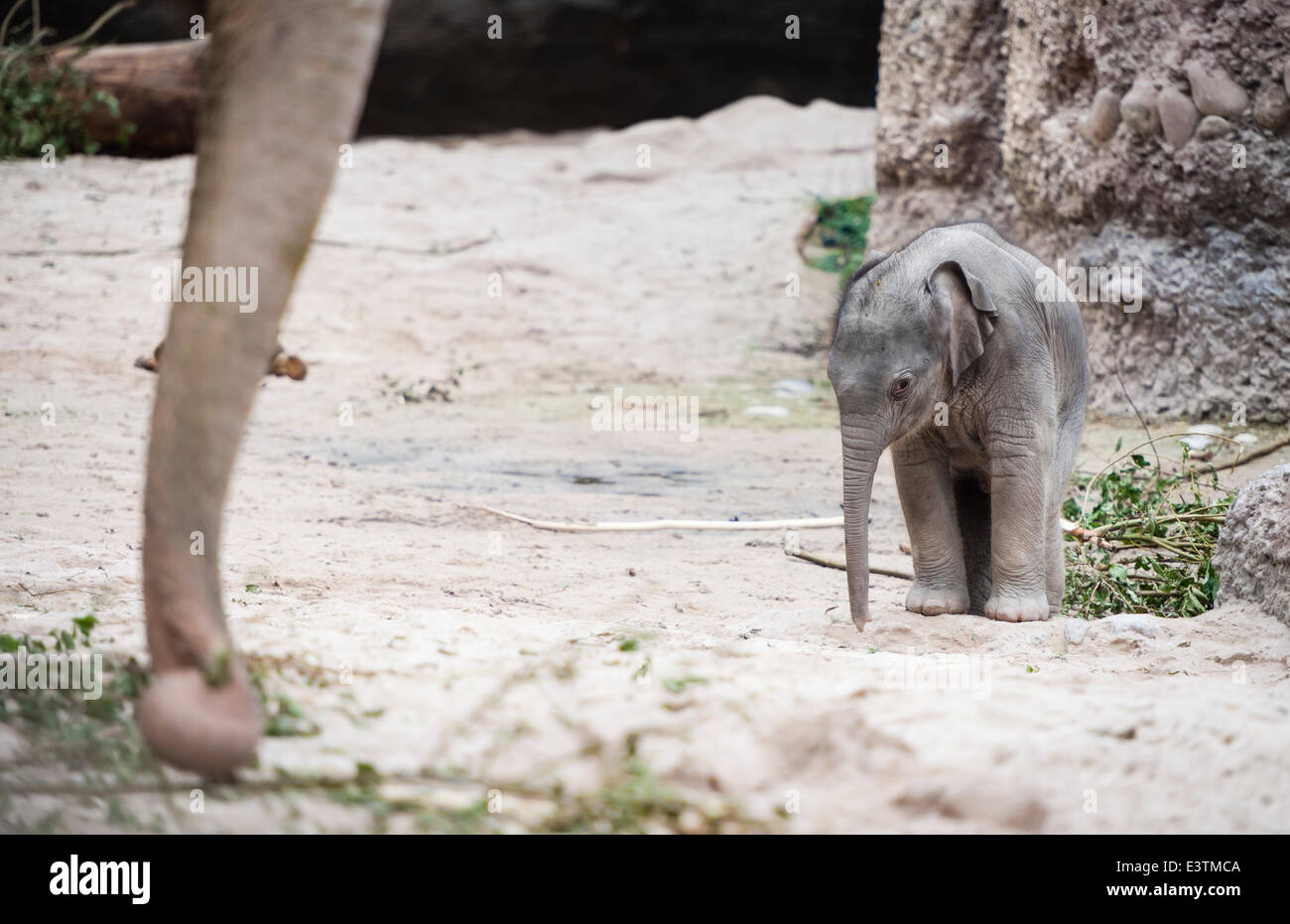 Zürich, Schweiz. 28. Juni 2014. Noch etwas wackelig auf den Beinen, das 11  - Tage alten Elefanten Baby Mädchen, das am 17. Juni 2014, geborene  Exloring ist ihr Zuhause im Zoo Zürich.