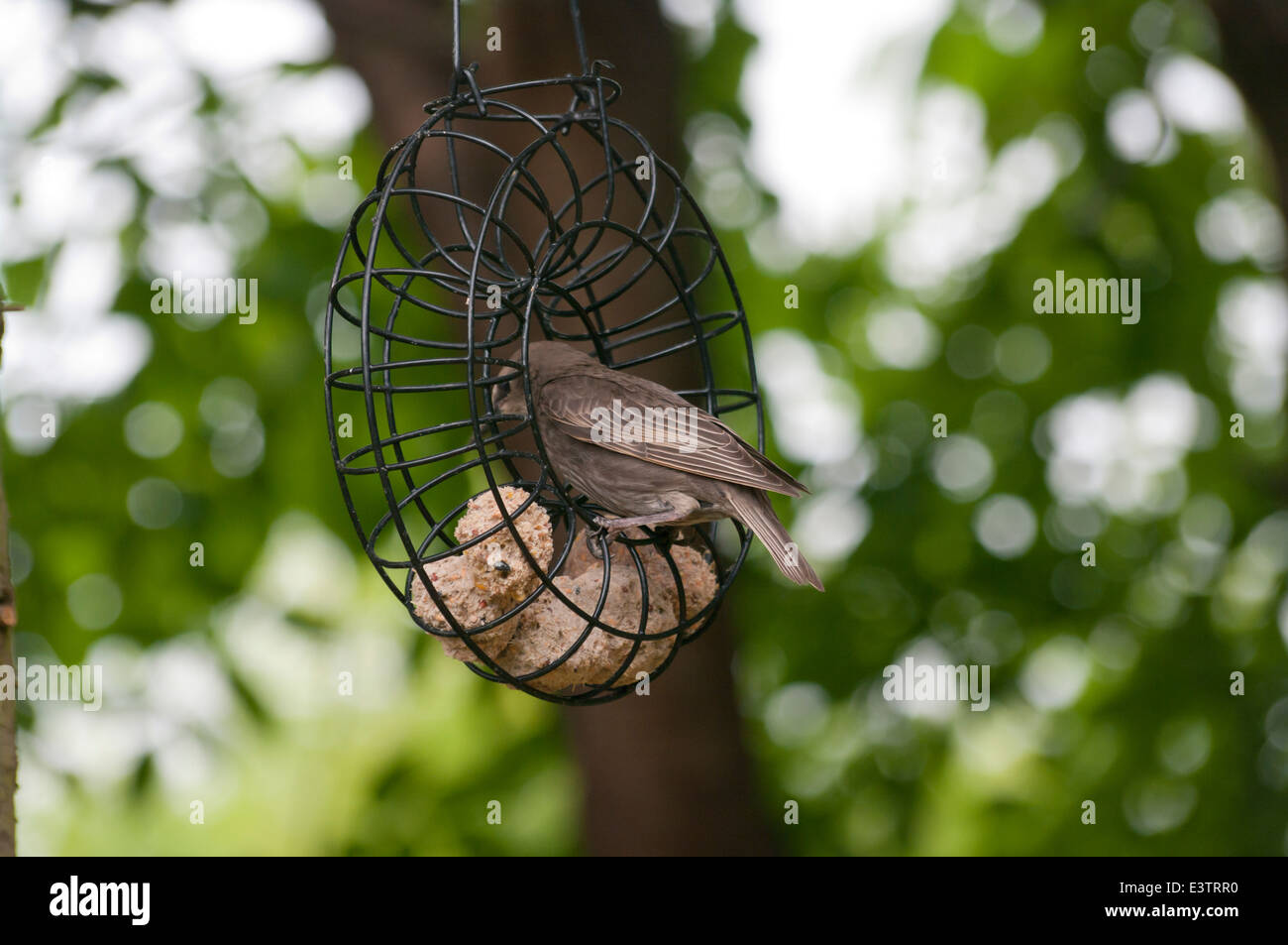 Juvenille Starling Fütterung auf Fette Kugeln In a UK Garden Stockfoto