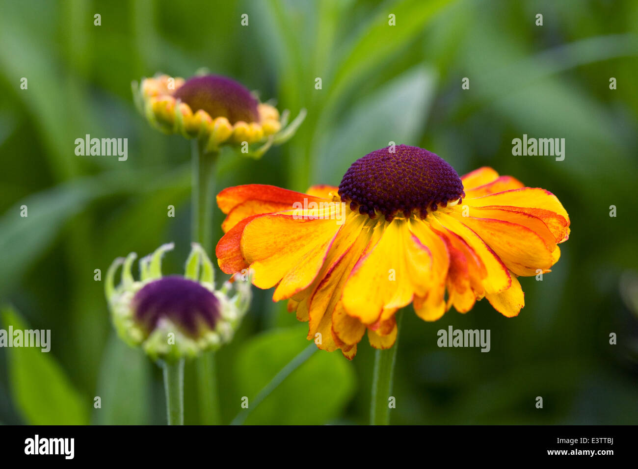 Helenium "Sahin frühen Blumen". Sneezeweed Blume. Stockfoto