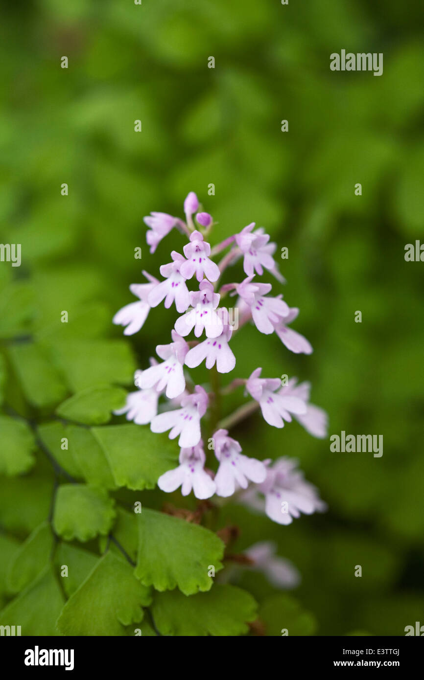 Stenoglottis chinesischen stossen durch Farn Blätter Stockfoto