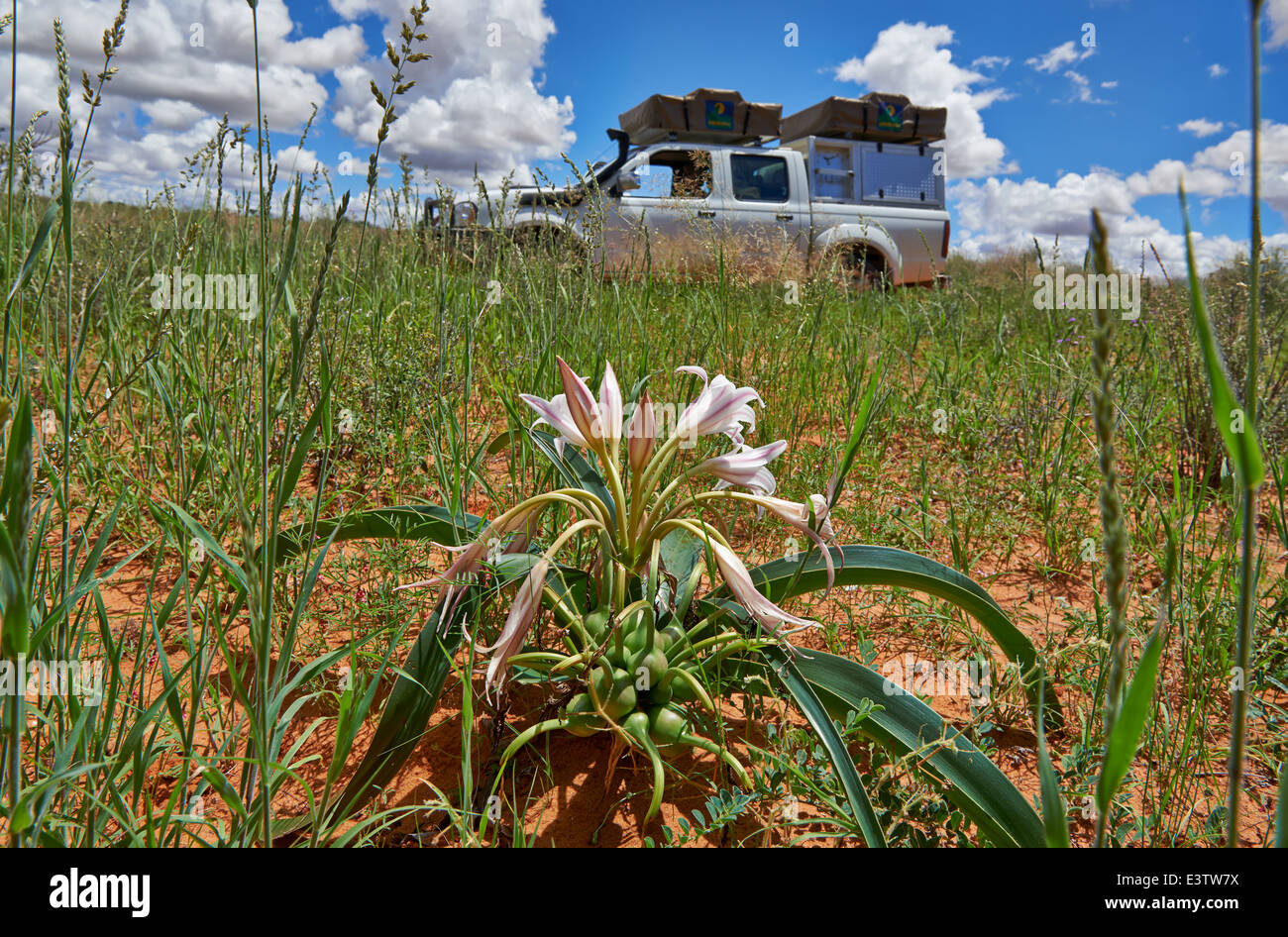 Lilie Blume in Landschaft mit 4 x 4 Geländewagen, Kgalagadi Transfrontier Park, Kalahari, Südafrika, Botswana, Afrika Stockfoto