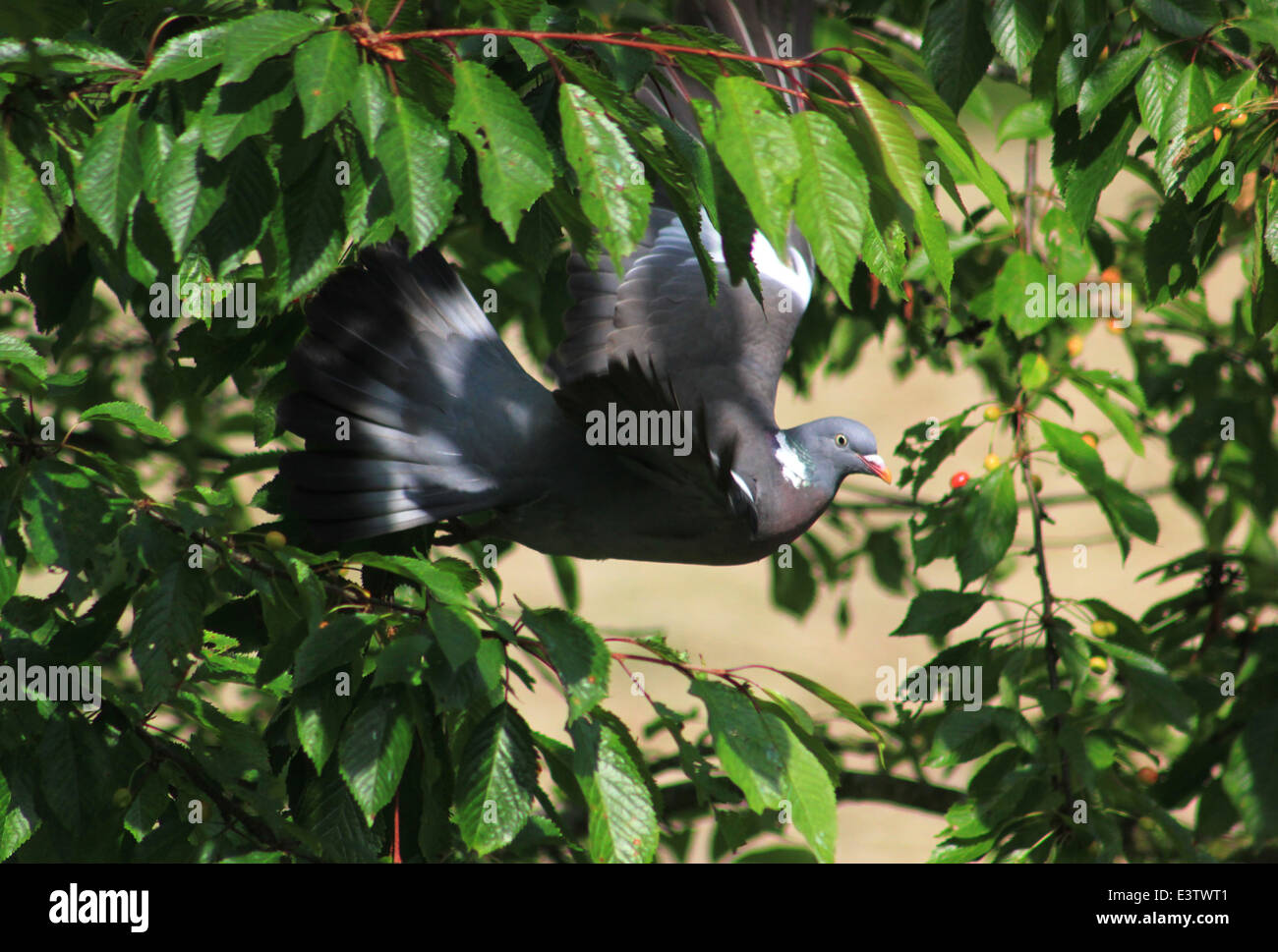 Ringeltaube fliegen aus Kirschbaum Stockfoto