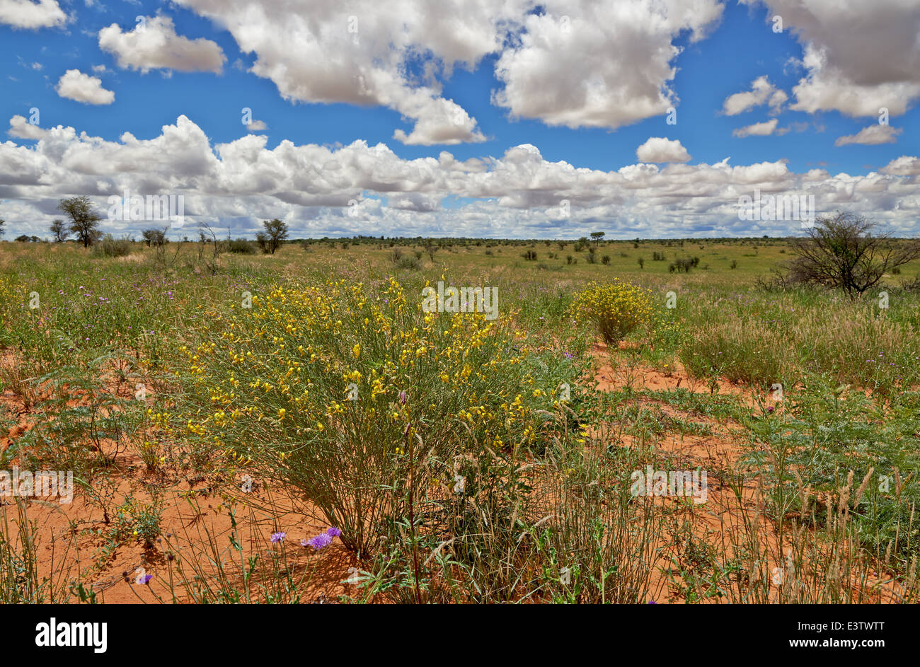 Blumen in Wüstenlandschaft der Kgalagadi Transfrontier Park, Kalahari, Südafrika, Botswana, Afrika Stockfoto