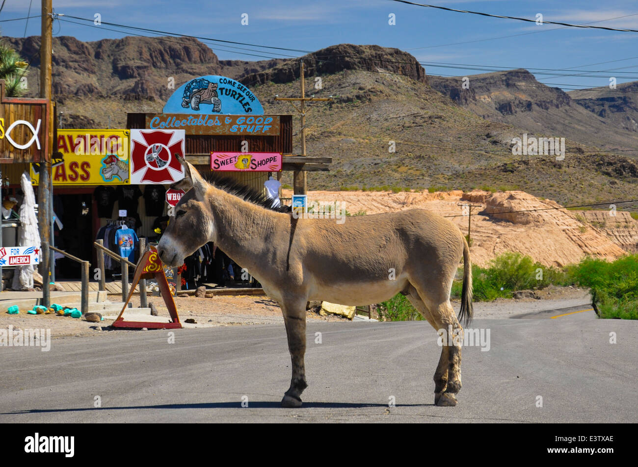 Störrische Esel auf der Straße in der Stadt Oatman, Arizona und Umgebung: Stockfoto