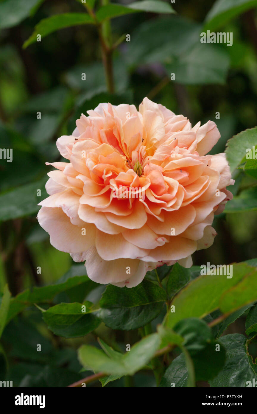 Kletterrose - MORTIMER SACKLER Stockfoto