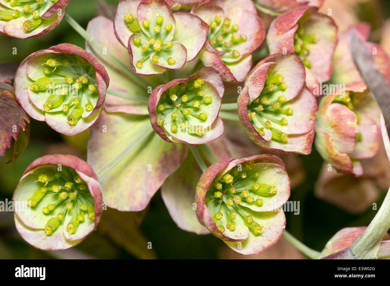 Rostige Sommer Färbung der Blume Deckblätter des Mathiasella Bupleuroides "Green Dream" Stockfoto