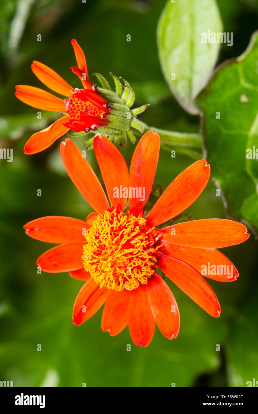Vollständig und teilweise offene Blume der mexikanischen Flamme Rebe, Senecio confusus Stockfoto