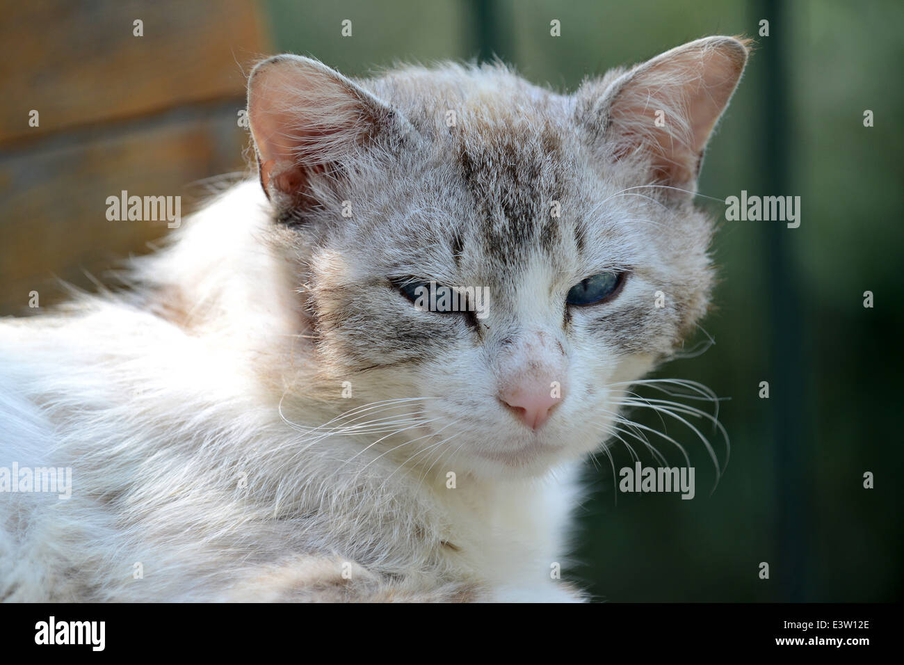 Entspannende Katzen schließen sich Kopf Haustiere Haustier Haustier Katze Stockfoto