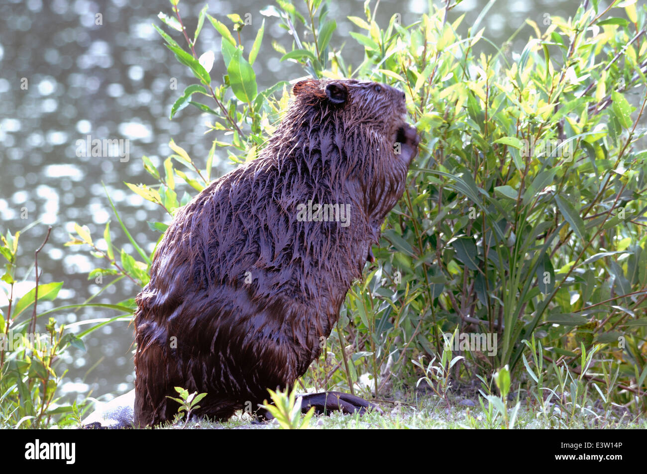 Nordamerikanische Biber (Castor Canadensis) Stockfoto