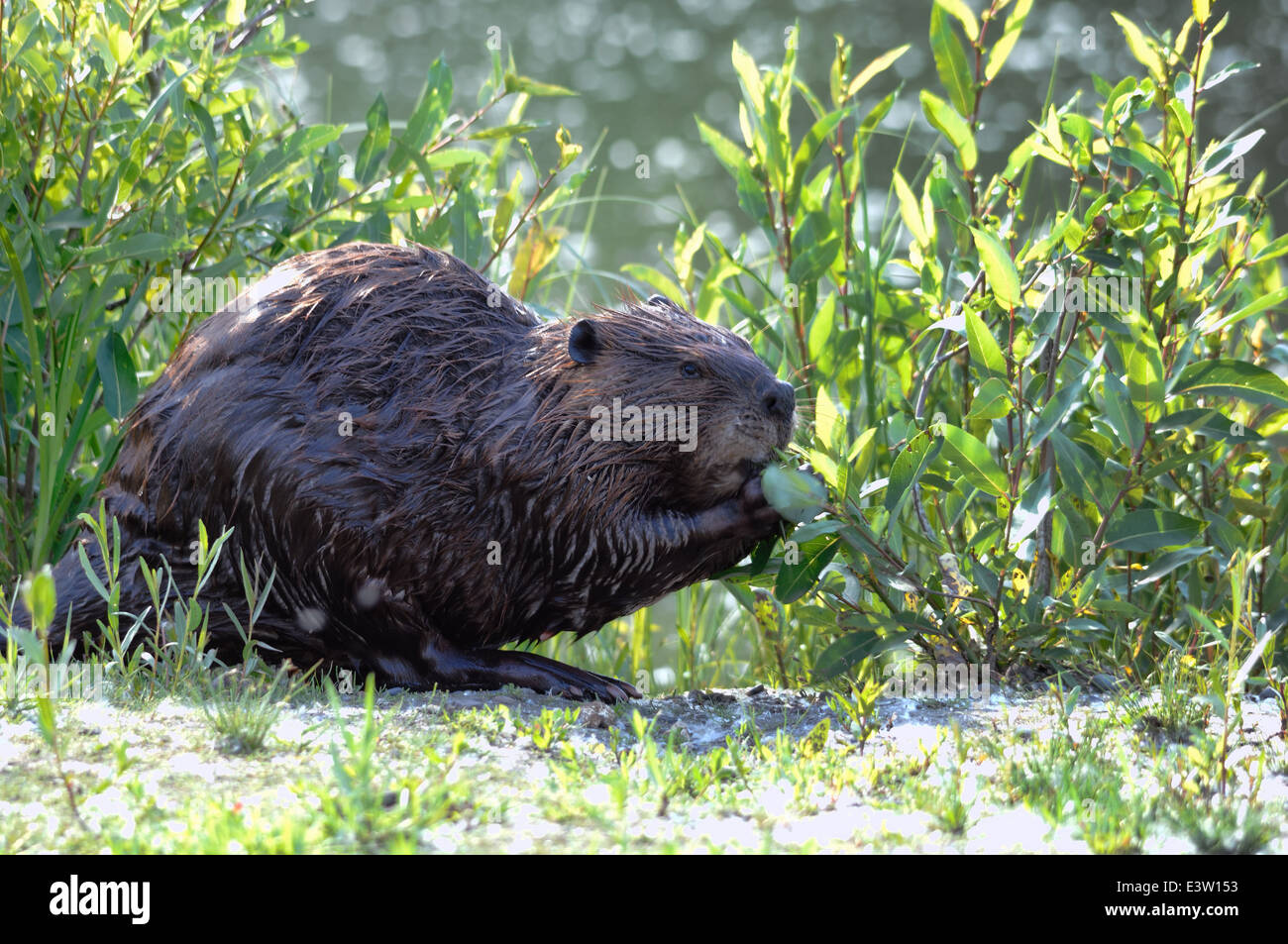 Nordamerikanische Biber (Castor Canadensis) Stockfoto