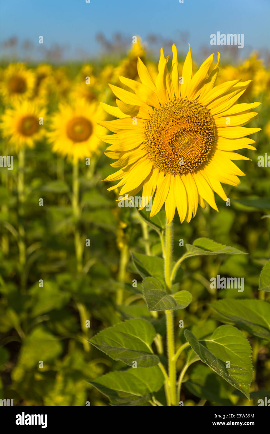 Porträt schöne gelbe Sonnenblumenfeld in Thailand Stockfoto