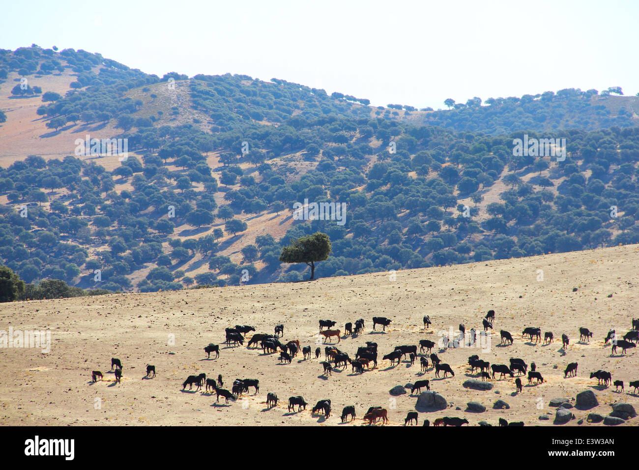 Herde von reinrassigen Bullen auf der schönen spanischen Weide Stockfoto