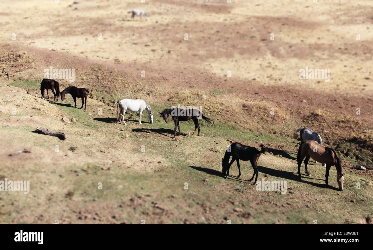 Reinrassigen spanischen Andalusier auf trockenen Weide Stockfoto