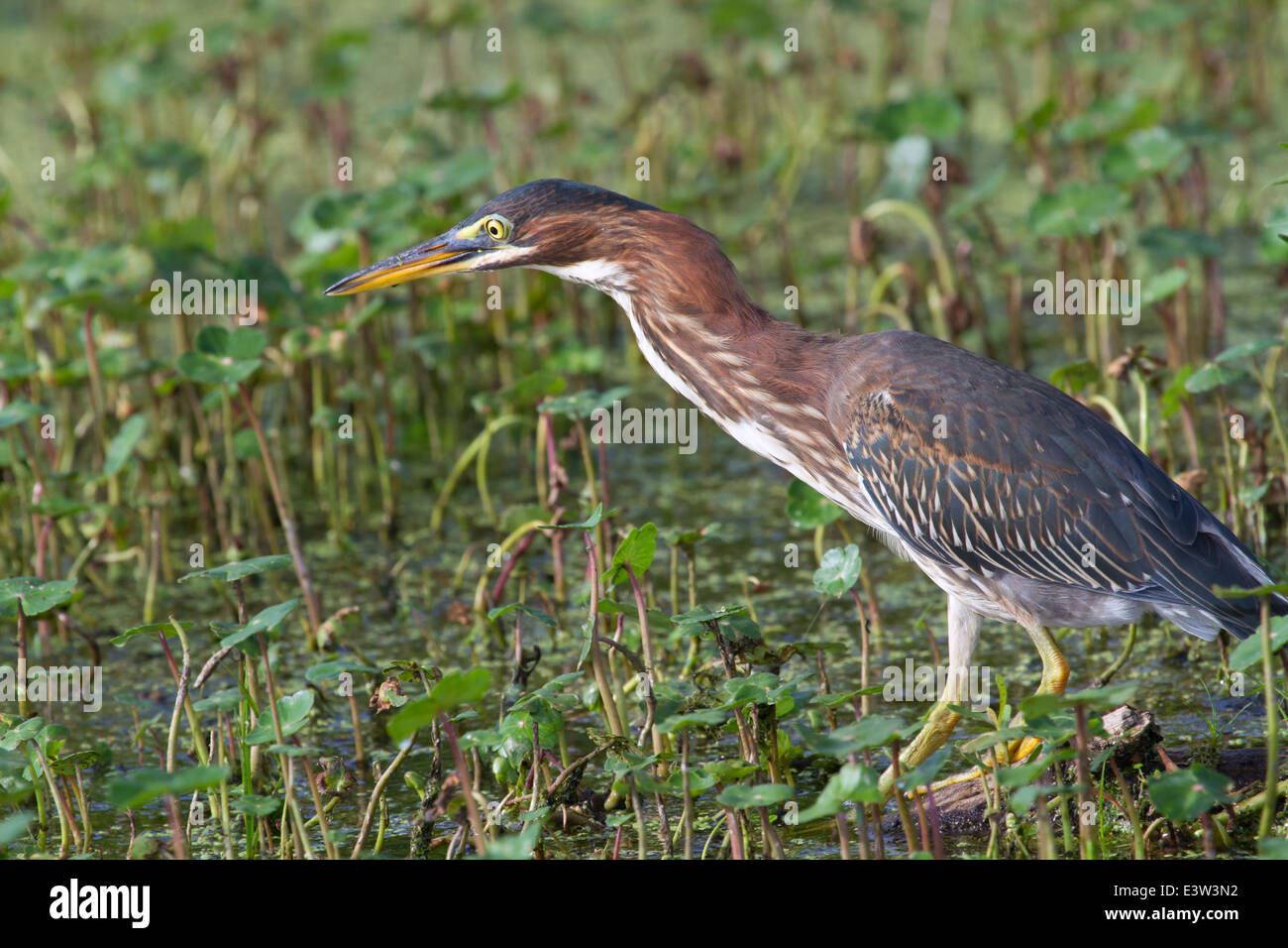 Grüne Heron (Butorides Virescens) Jagd, Brazos Bend State Park, Texas, USA. Stockfoto