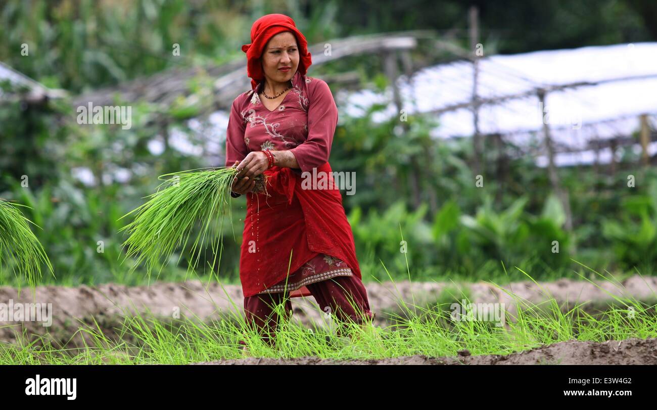 Kathmandu, Nepal. 29. Juni 2014. Ein Bauer arbeitet in einem Reisfeld während der Asar Pandhra Festival in Lalitpur, Nepal, 29. Juni 2014. Bauern begann die jährliche Reis Pflanzen Saison auf 'Asar 15' und markieren Sie den Tag mit verschiedenen Festlichkeiten. © Sunil Sharma/Xinhua/Alamy Live-Nachrichten Stockfoto