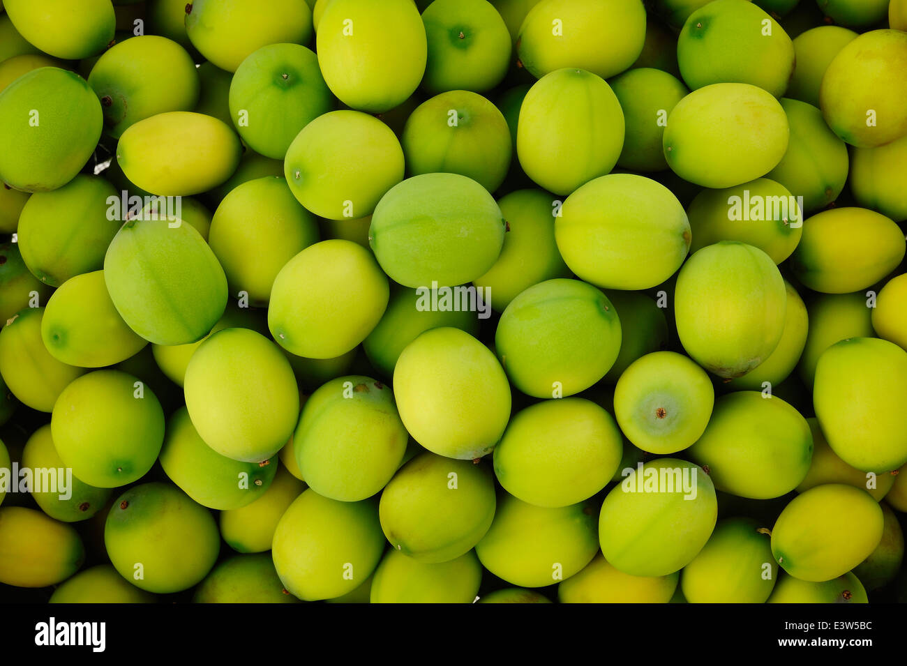 grüne Lotus Samen Hintergrund Stockfoto