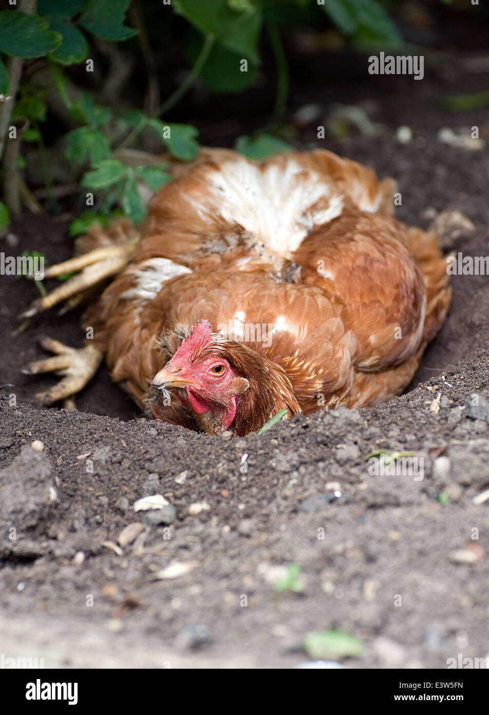 Ein Huhn Staub baden Stockfoto