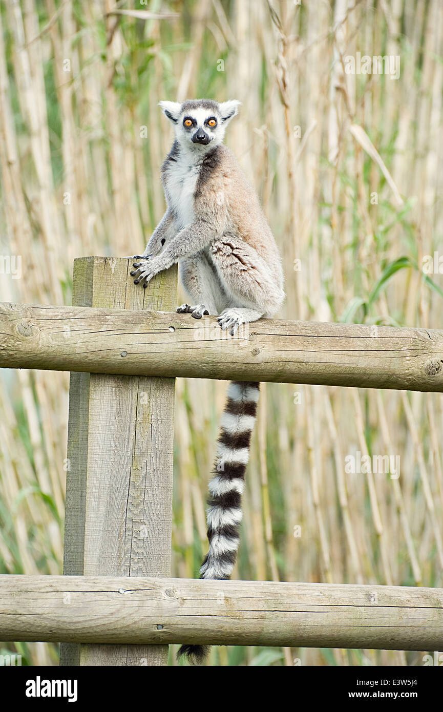 Ein Ring-tailed Lemur auf einem Zaun Stockfoto
