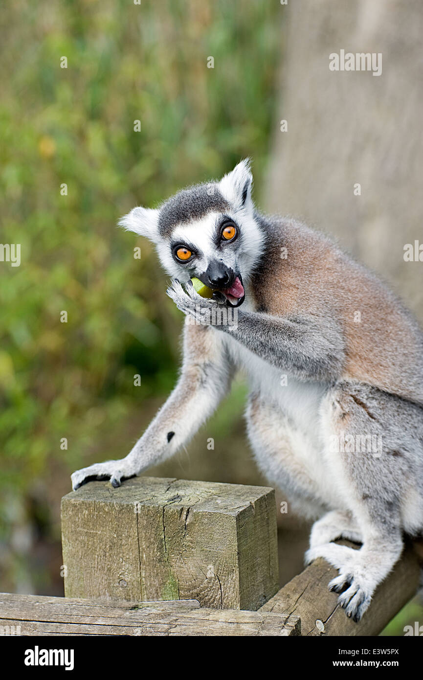 Ein Ring-tailed Lemur Essen Stockfoto