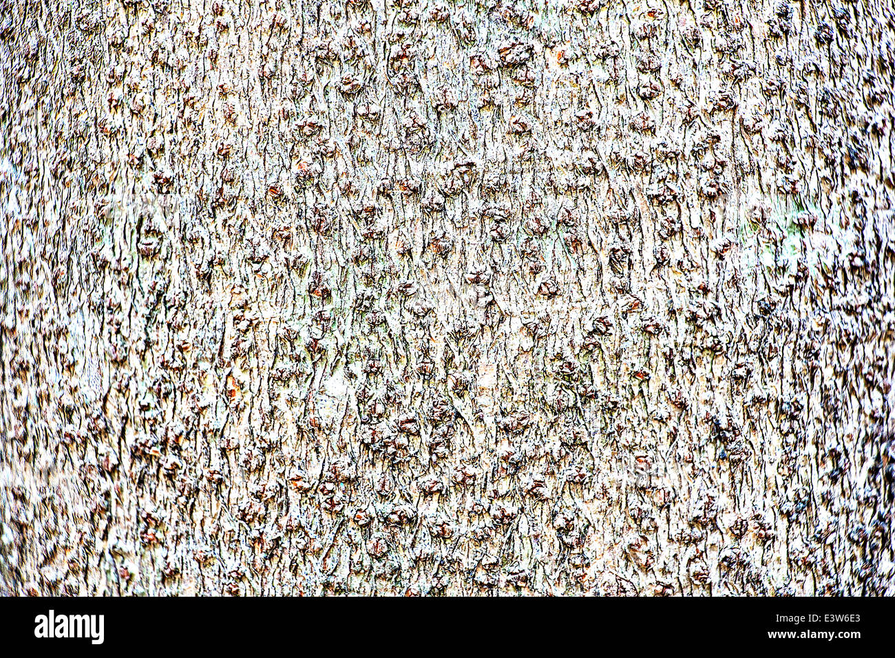 Baum-Rinde-Textur Stockfoto