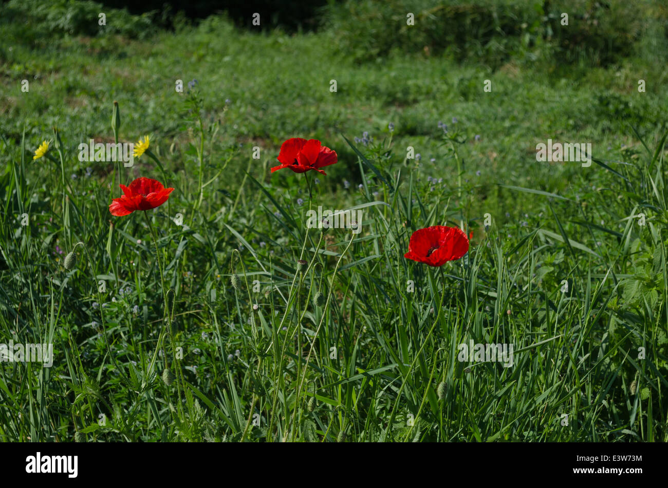 Bunte Wildblumen blühen im Feld, Razgrad, Bulgarien Stockfoto