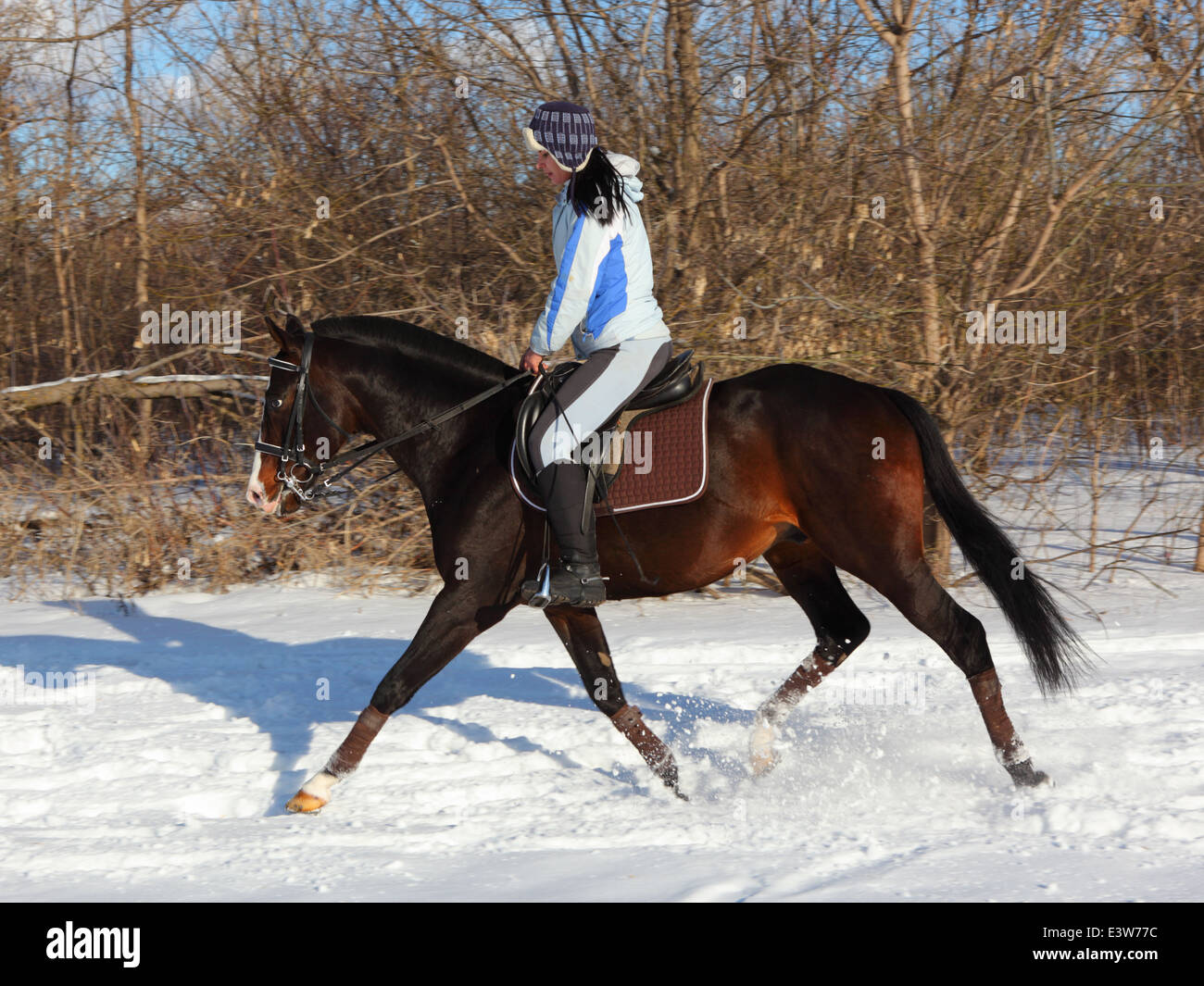 Junge Reiter auf Rückseite des deutschen Pferd im Trab im winter Stockfoto