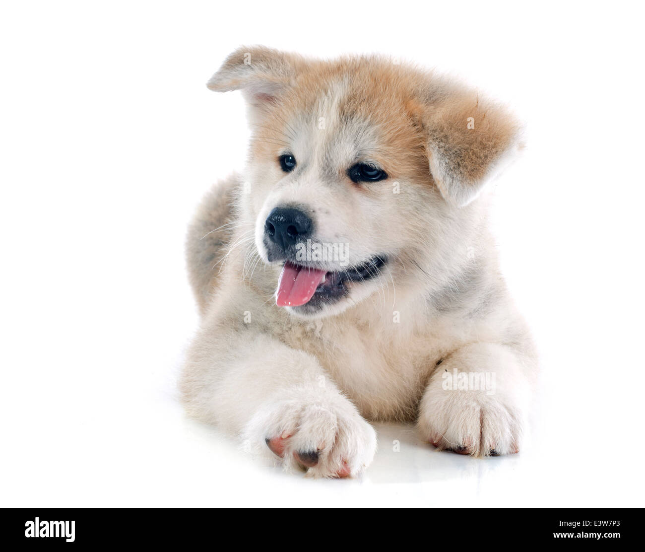 Akita-Inu Welpen vor weißem Hintergrund Stockfoto