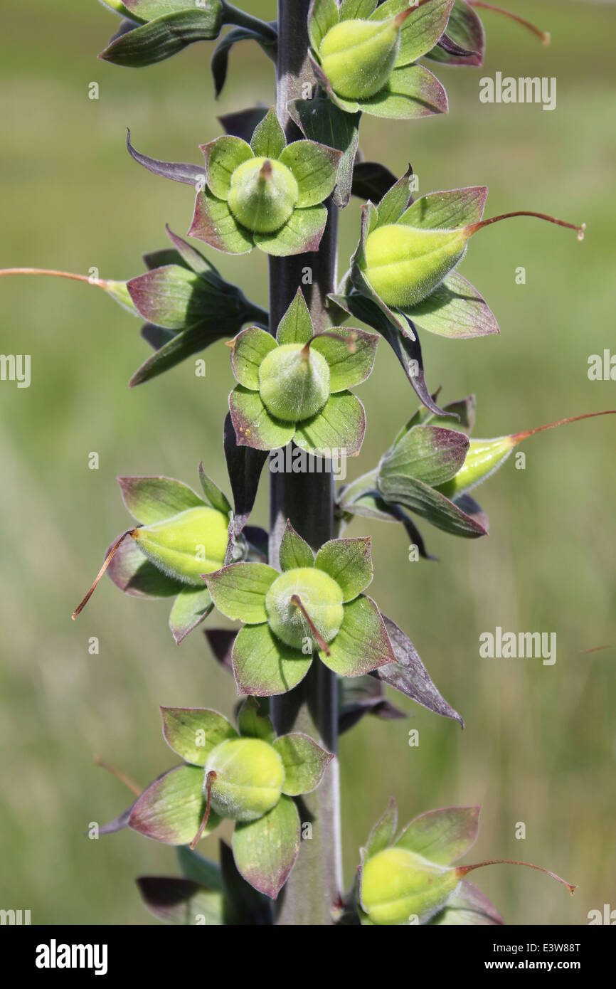 Gemeinsamen Fingerhut Digitalis Purpurea seedhead Stockfoto