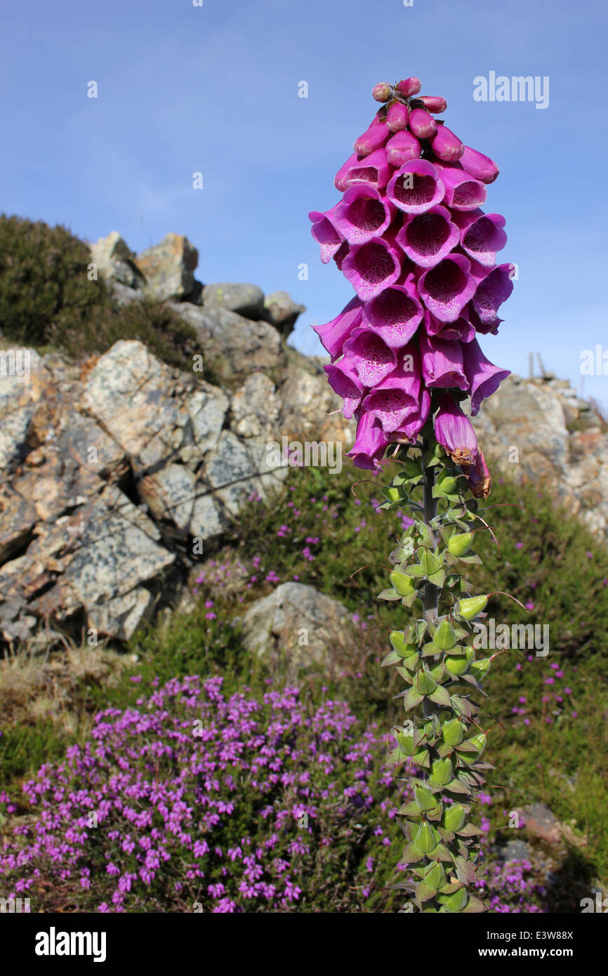 Gemeinsamen Fingerhut Digitalis purpurea Stockfoto