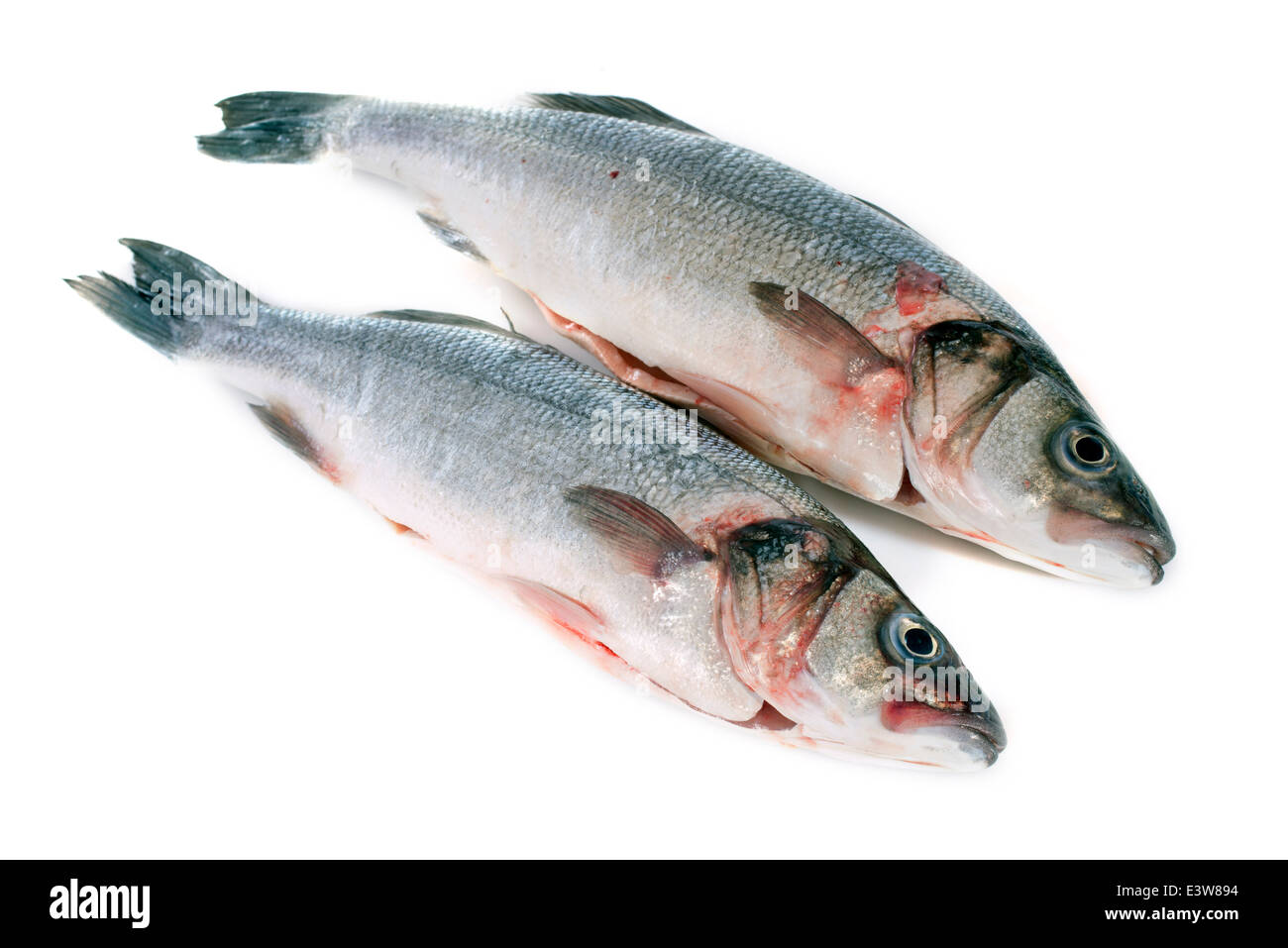 Bass Fisch vor weißem Hintergrund Stockfoto