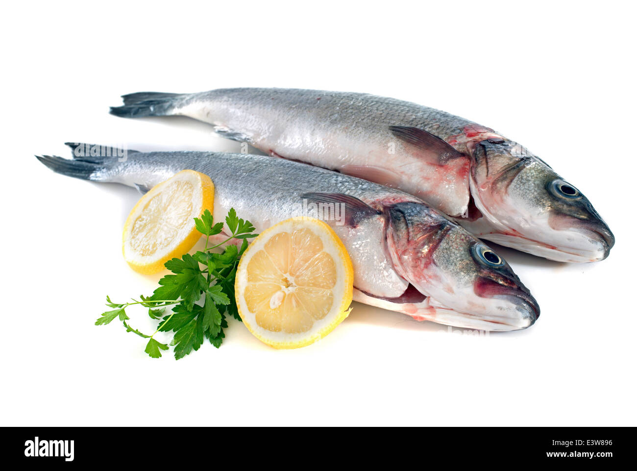 Bass Fisch vor weißem Hintergrund Stockfoto