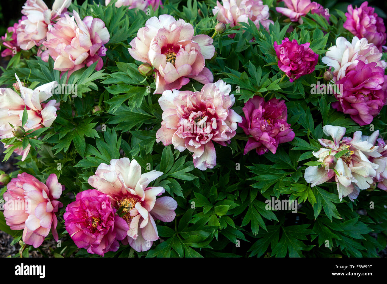 Blumenblumen Blühende Blüten Blühend In Blüte, Intersektionale Itoh Pfingstrose Paeonia Hybrid, Pfingstrose „Hillary“ Stockfoto