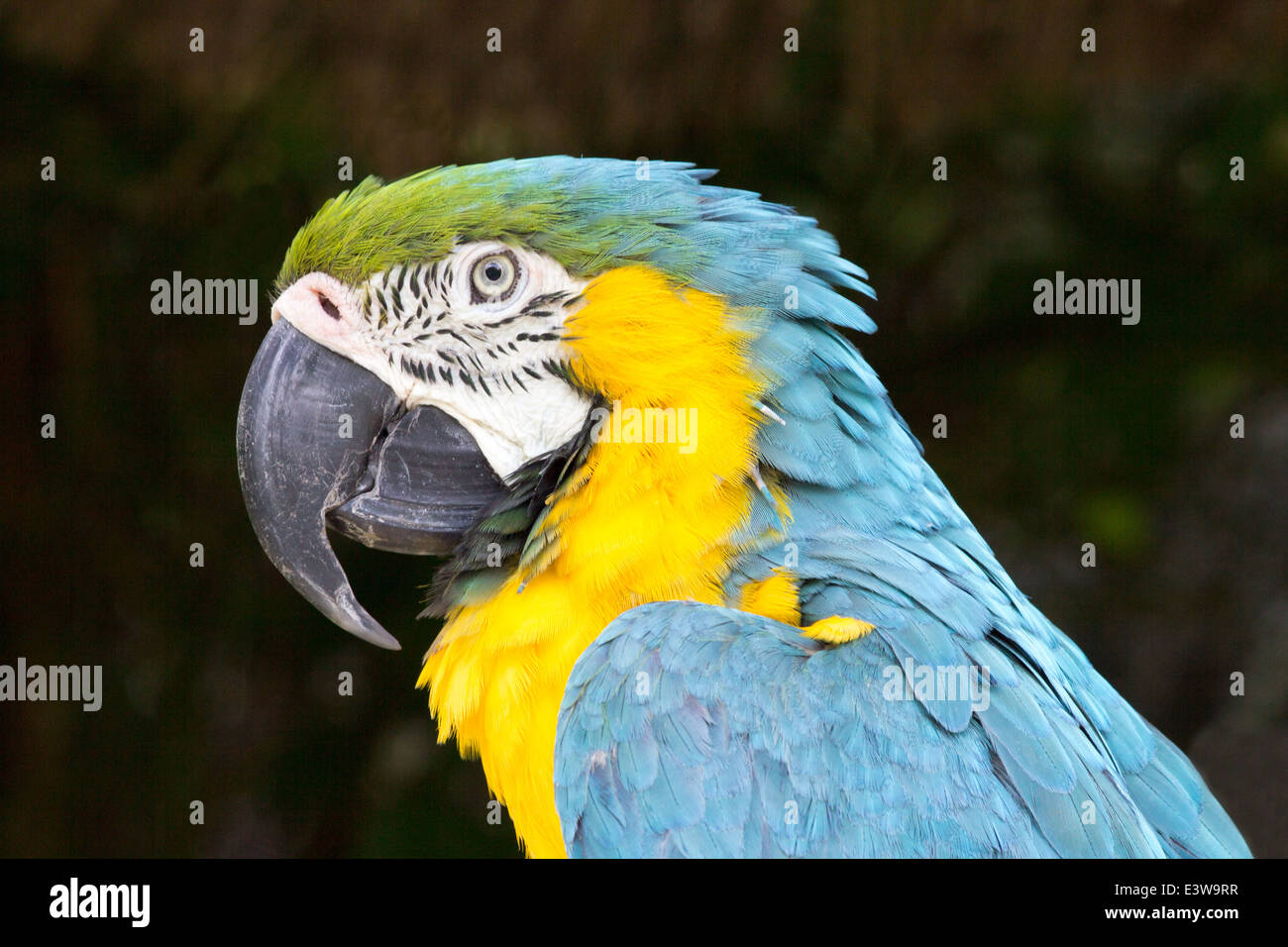 Nahaufnahme von blau und gelb Ara Ara ararauna Stockfoto