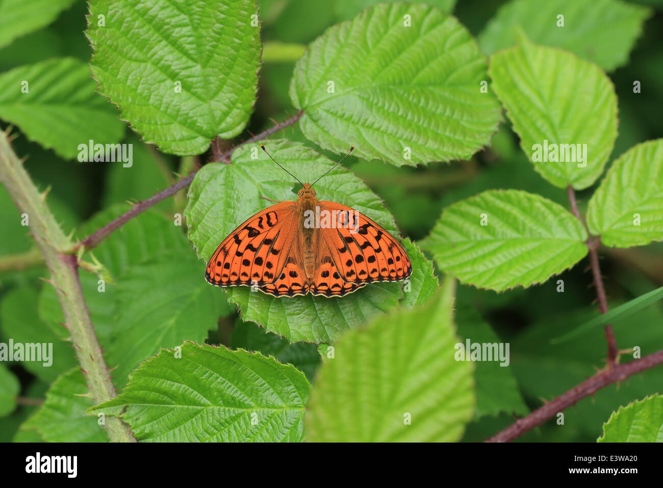 Hohe braune Fritillary (Argynnis Adippe) Stockfoto